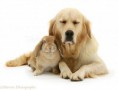 /album/zlaty-retriever-dospely-pes/a13577-sandy-lop-rabbit-with-sleepy-golden-retriever-bitch-white-background-jpg/