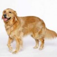 /album/zlaty-retriever-dospely-pes/golden-retriever-jpg/