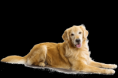/album/zlaty-retriever-dospely-pes/goldenretriever-cutout-png/