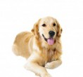 /album/zlaty-retriever-dospely-pes/golden-retriever-dog-jpg/