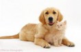/album/zlaty-retriever-dospely-pes/images-jpg1/